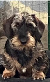 Bassotti nani a pelo duro