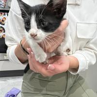 Gattino di un mese e mezzo