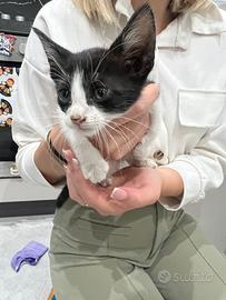 Gattino di un mese e mezzo