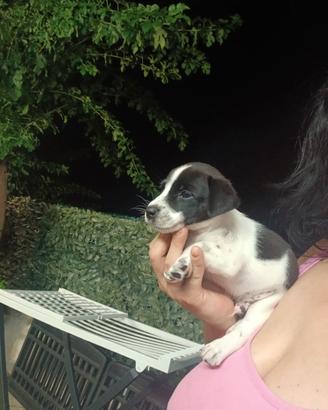 jack russel nani zampa corta taglia piccolissima 
