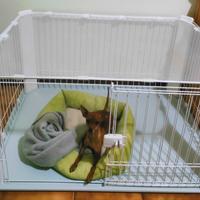 Box/gabbia per cane piccola taglia