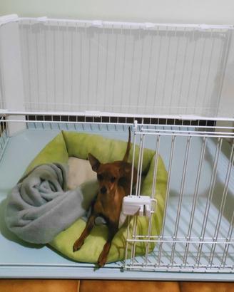 Box/gabbia per cane piccola taglia