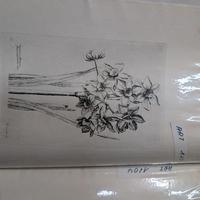 Stampe raffigurazioni Botaniche antiche