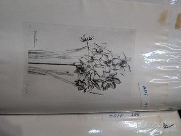 Stampe raffigurazioni Botaniche antiche