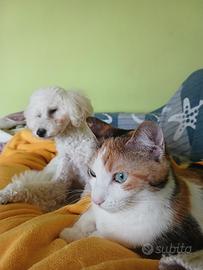 gatta calico