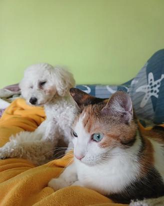 gatta calico