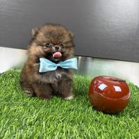 STUPENDO Volpino Pomerania CUCCIOLO 2 mesi ROSSO