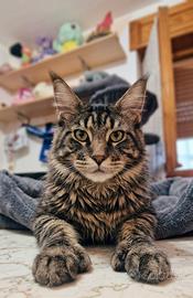 Main coon cuccioli