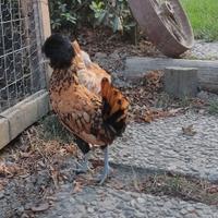 Galline padovane