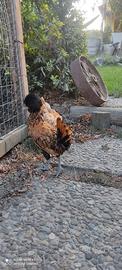 Galline padovane