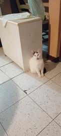 Gattini