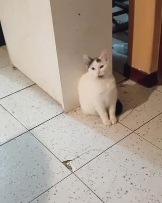 Gattini