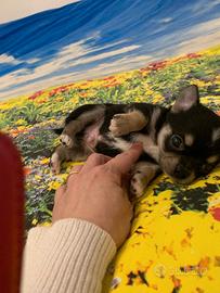 Chihuahua pelo corto