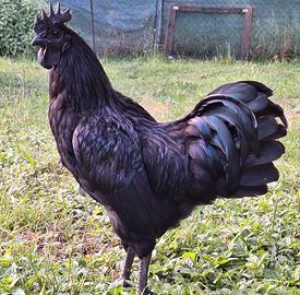Galletti - Gallo Ayam Cemani