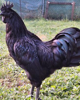 Galletti - Gallo Ayam Cemani