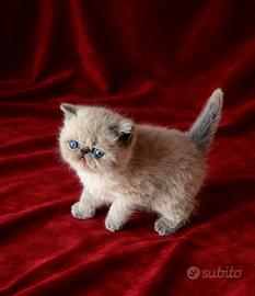 Exotic shorthair (Esotico)