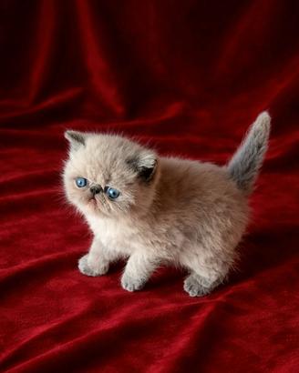 Exotic shorthair (Esotico)