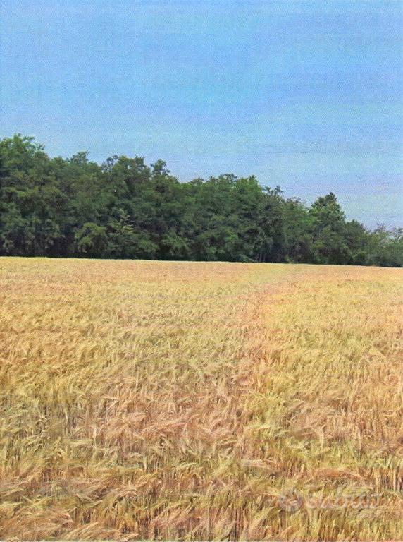 ROBECCO NAVIGLIO/CASSINETTA: Appezzamento di terre - Vista 5