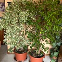 Piante Ficus Benjamin