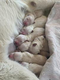 Cuccioli golden retriever