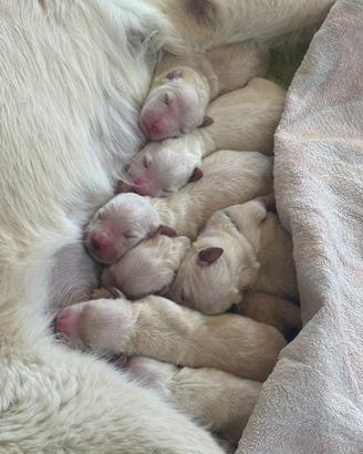 Cuccioli golden retriever