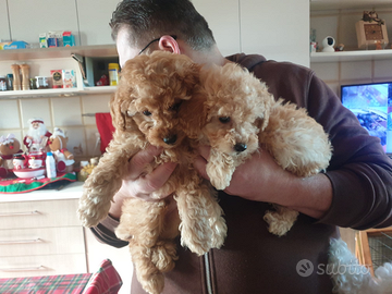 Barboncini Già Pronti