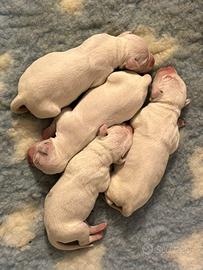 Cuccioli dalmata