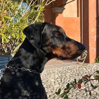 Doberman per monta