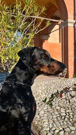 Doberman per monta