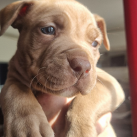 Pitbull
