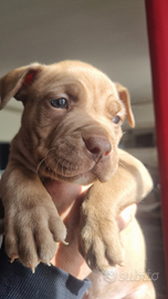 Pitbull
