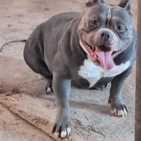 American bully