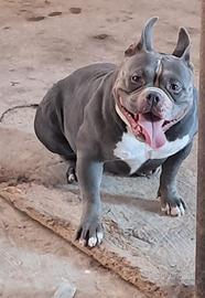 American bully