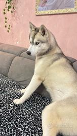 Husky siberiano
