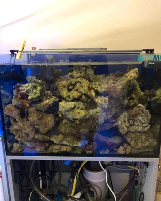 Rocce x acquario  Marino