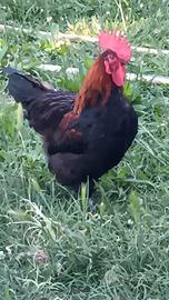 Maschio di razza marans purissimo