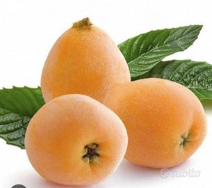 NESPOLO A POLPA GIALLA FRUTTO GRANDE