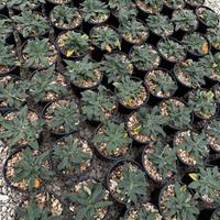 LIMONIUM DAZZLE ROCKS  - FOTO REALI