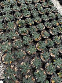 LIMONIUM DAZZLE ROCKS  - FOTO REALI