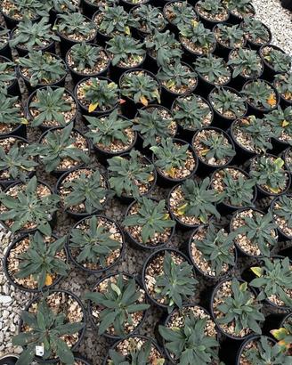 LIMONIUM DAZZLE ROCKS  - FOTO REALI