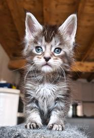 Maine coon