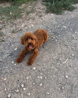 Barboncino Toy Red maschietto