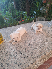 Labrador cuccioli