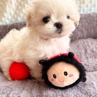 Cuccioli di maltese maschi femmine
