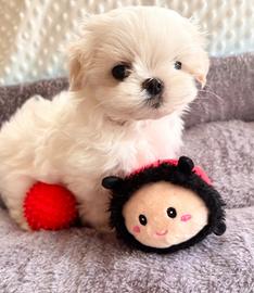Cuccioli di maltese maschi femmine