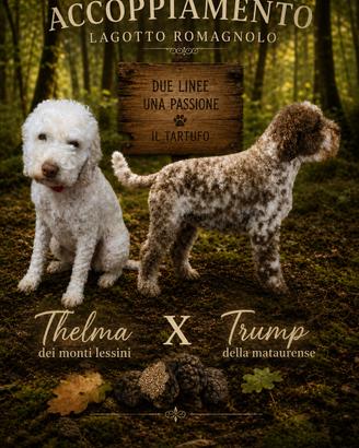 Cuccioli Lagotto romagnolo tartufo