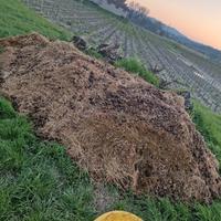 Stallatico di cavallo