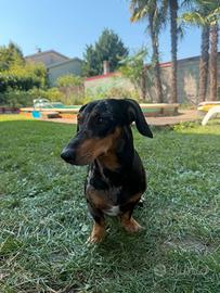 Bassotto Arlecchino per riproduzione