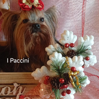 Yorkshire Terrier Miny Miny