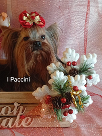 Yorkshire Terrier Miny Miny